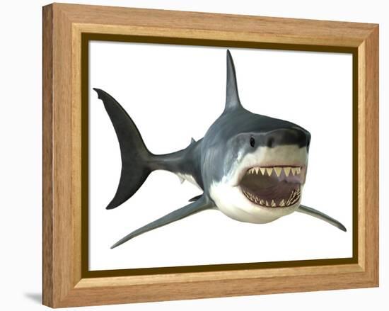 Great White Shark-null-Framed Stretched Canvas