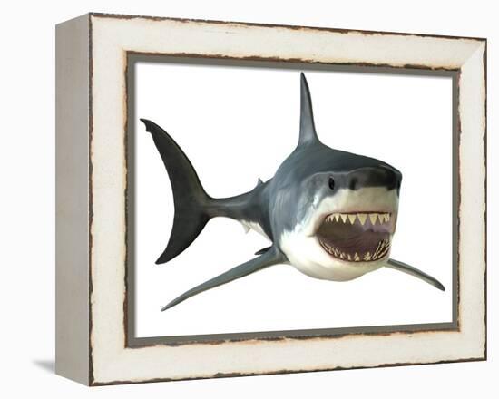 Great White Shark-null-Framed Stretched Canvas