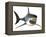 Great White Shark-null-Framed Stretched Canvas