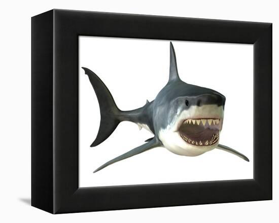 Great White Shark-null-Framed Stretched Canvas