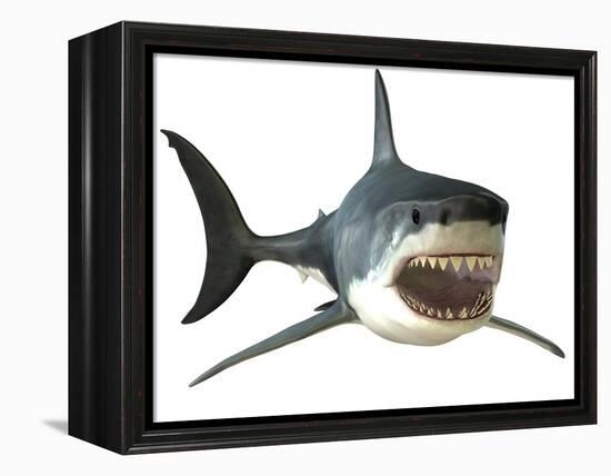 Great White Shark-null-Framed Stretched Canvas