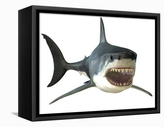 Great White Shark-null-Framed Stretched Canvas