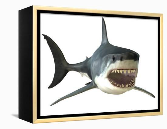 Great White Shark-null-Framed Stretched Canvas