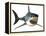 Great White Shark-null-Framed Stretched Canvas