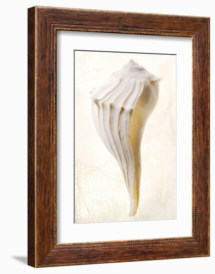 Great White Shell-Glen and Gayle Wans-Framed Giclee Print