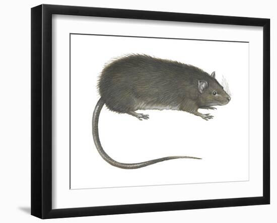 Greater Bandicoot Rat (Bandicota Indica), Mammals-Encyclopaedia Britannica-Framed Art Print