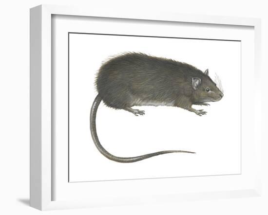 Greater Bandicoot Rat (Bandicota Indica), Mammals-Encyclopaedia Britannica-Framed Art Print
