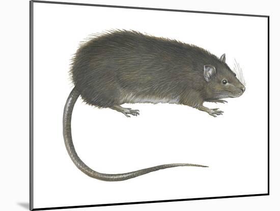 Greater Bandicoot Rat (Bandicota Indica), Mammals-Encyclopaedia Britannica-Mounted Art Print