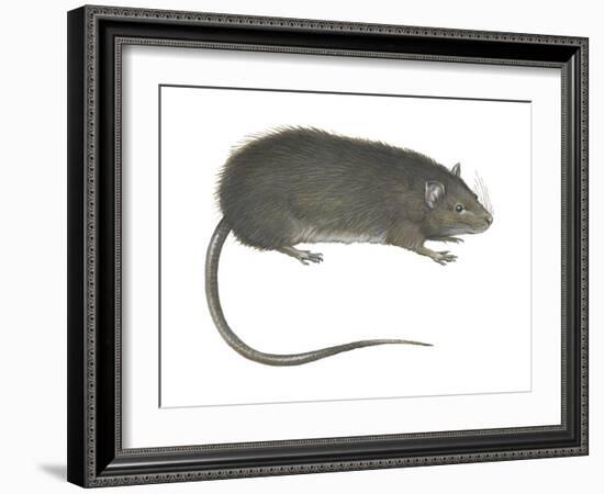 Greater Bandicoot Rat (Bandicota Indica), Mammals-Encyclopaedia Britannica-Framed Art Print