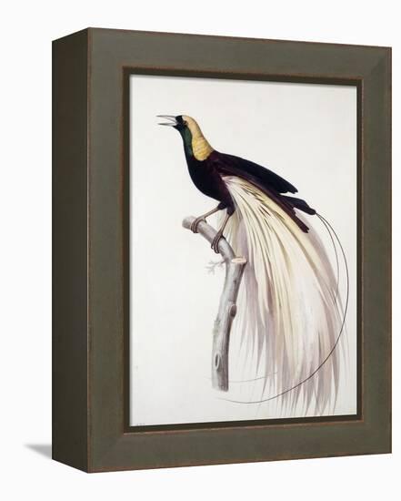 Greater Bird of Paradise, Male-Jacques Barraband-Framed Premier Image Canvas