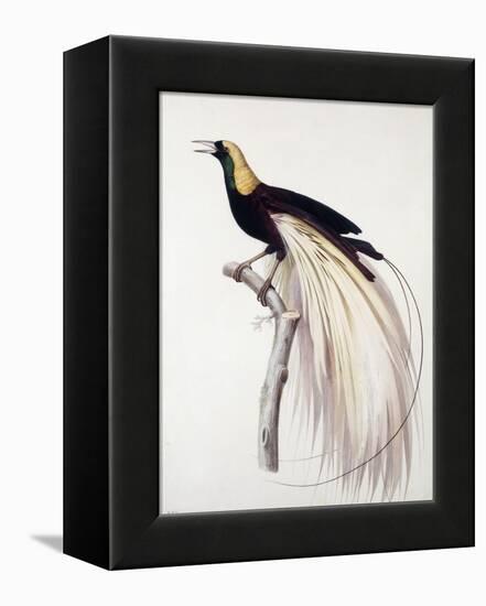 Greater Bird of Paradise, Male-Jacques Barraband-Framed Premier Image Canvas