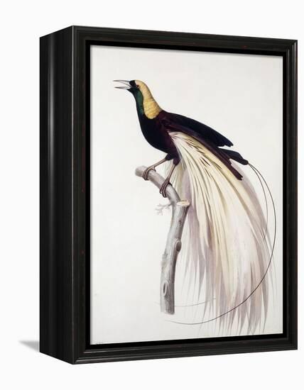 Greater Bird of Paradise, Male-Jacques Barraband-Framed Premier Image Canvas