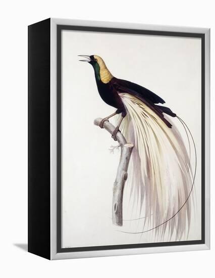 Greater Bird of Paradise, Male-Jacques Barraband-Framed Premier Image Canvas