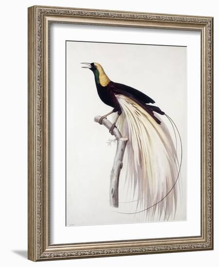 Greater Bird of Paradise, Male-Jacques Barraband-Framed Giclee Print