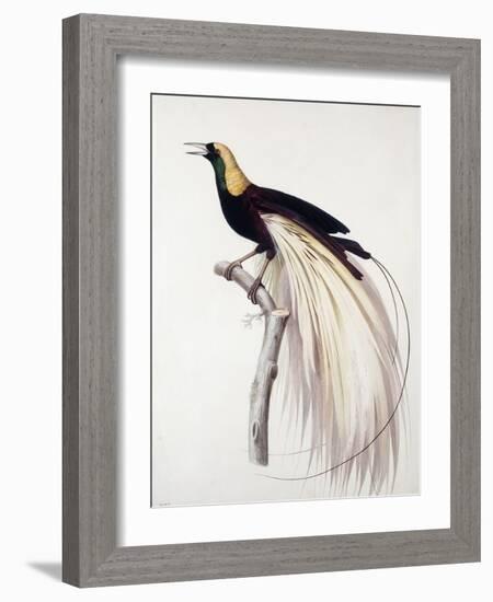 Greater Bird of Paradise, Male-Jacques Barraband-Framed Giclee Print