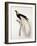 Greater Bird of Paradise, Male-Jacques Barraband-Framed Giclee Print