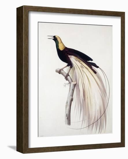 Greater Bird of Paradise, Male-Jacques Barraband-Framed Giclee Print