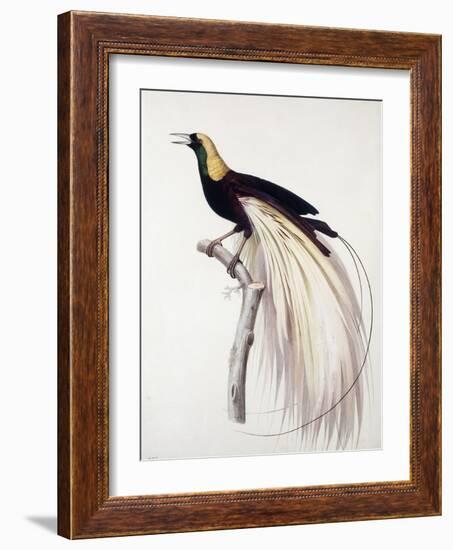 Greater Bird of Paradise, Male-Jacques Barraband-Framed Giclee Print