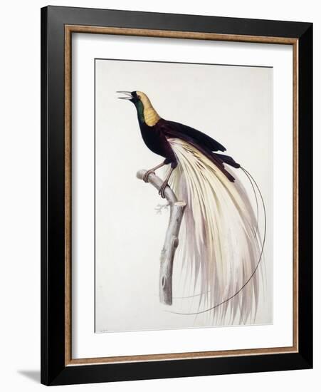 Greater Bird of Paradise, Male-Jacques Barraband-Framed Giclee Print