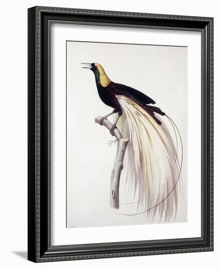 Greater Bird of Paradise, Male-Jacques Barraband-Framed Giclee Print