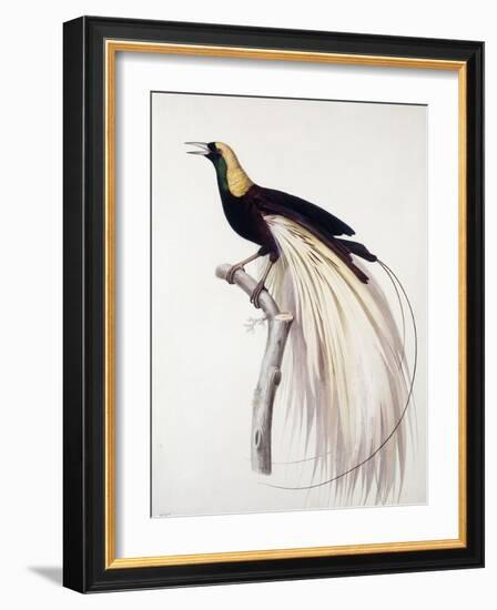 Greater Bird of Paradise, Male-Jacques Barraband-Framed Giclee Print