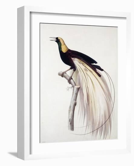 Greater Bird of Paradise, Male-Jacques Barraband-Framed Premium Giclee Print