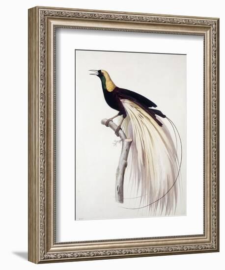 Greater Bird of Paradise, Male-Jacques Barraband-Framed Giclee Print