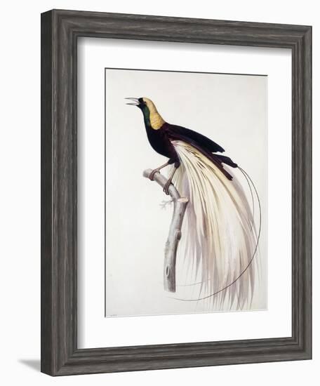 Greater Bird of Paradise, Male-Jacques Barraband-Framed Giclee Print