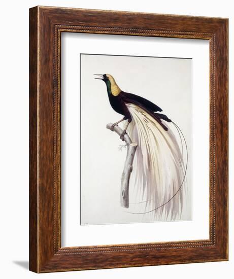 Greater Bird of Paradise, Male-Jacques Barraband-Framed Giclee Print