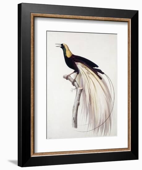 Greater Bird of Paradise, Male-Jacques Barraband-Framed Giclee Print