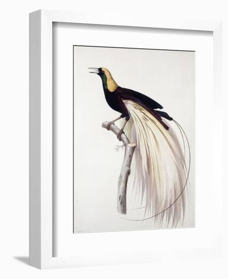 Greater Bird of Paradise, Male-Jacques Barraband-Framed Giclee Print