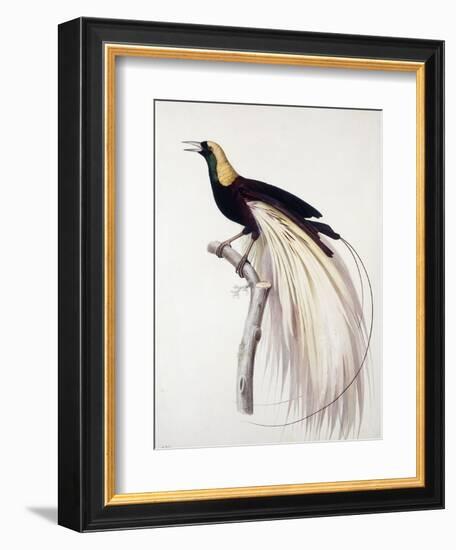 Greater Bird of Paradise, Male-Jacques Barraband-Framed Giclee Print