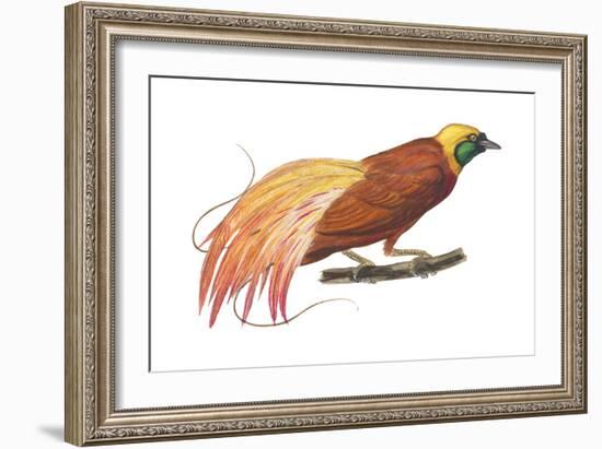 Greater Bird-Of-Paradise (Paradisaea Apoda), Birds-Encyclopaedia Britannica-Framed Art Print