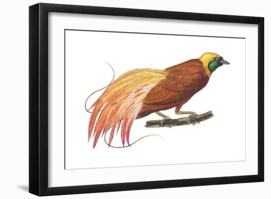 Greater Bird-Of-Paradise (Paradisaea Apoda), Birds-Encyclopaedia Britannica-Framed Art Print