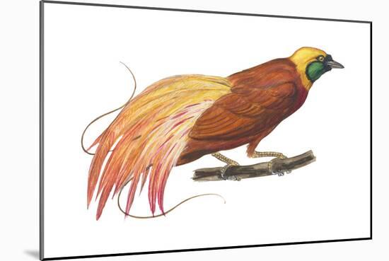 Greater Bird-Of-Paradise (Paradisaea Apoda), Birds-Encyclopaedia Britannica-Mounted Art Print