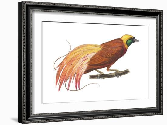 Greater Bird-Of-Paradise (Paradisaea Apoda), Birds-Encyclopaedia Britannica-Framed Art Print