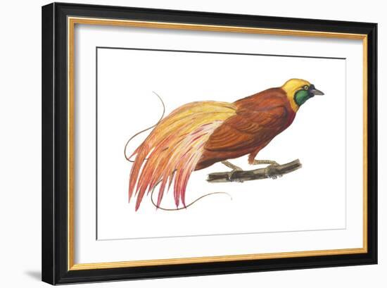 Greater Bird-Of-Paradise (Paradisaea Apoda), Birds-Encyclopaedia Britannica-Framed Art Print