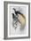 Greater Bird of Paradise-John Gould-Framed Giclee Print