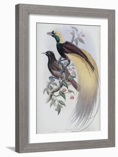 Greater Bird of Paradise-John Gould-Framed Giclee Print