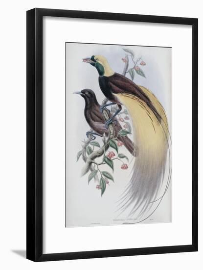 Greater Bird of Paradise-John Gould-Framed Giclee Print