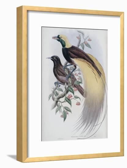 Greater Bird of Paradise-John Gould-Framed Giclee Print