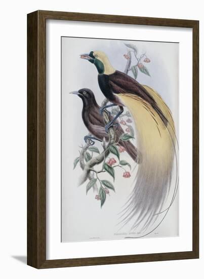 Greater Bird of Paradise-John Gould-Framed Giclee Print