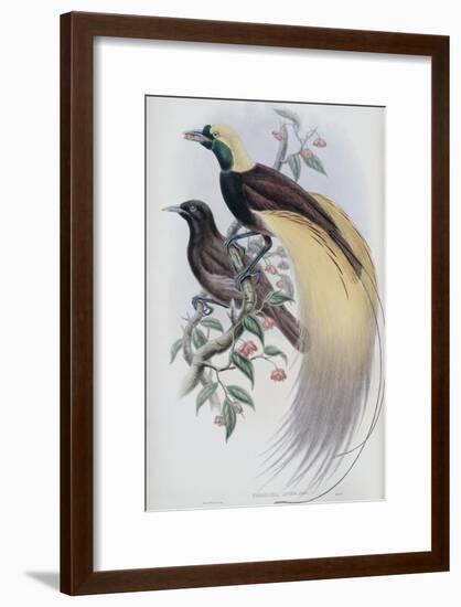 Greater Bird of Paradise-John Gould-Framed Giclee Print