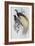 Greater Bird of Paradise-John Gould-Framed Giclee Print