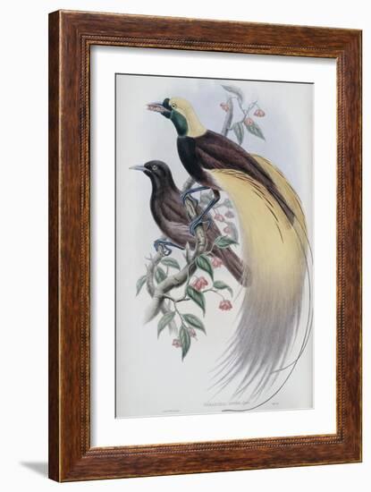 Greater Bird of Paradise-John Gould-Framed Giclee Print