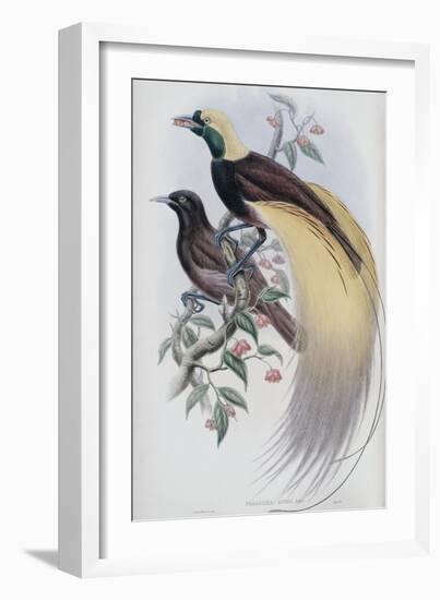 Greater Bird of Paradise-John Gould-Framed Giclee Print