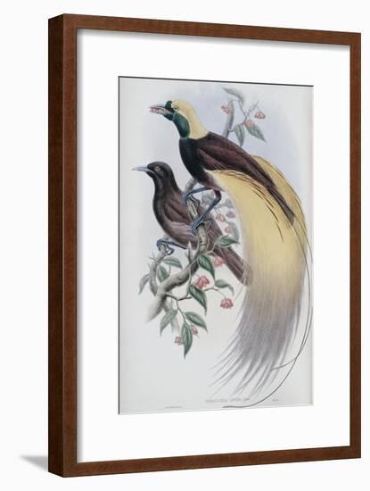 Greater Bird of Paradise-John Gould-Framed Giclee Print