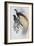 Greater Bird of Paradise-John Gould-Framed Giclee Print