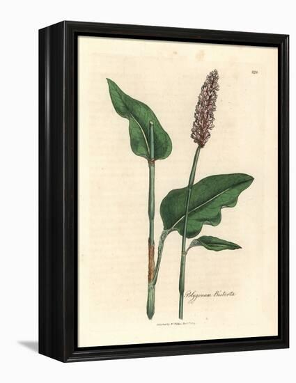 Greater Bistort, Polygonum Bistorta-James Sowerby-Framed Premier Image Canvas