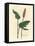 Greater Bistort, Polygonum Bistorta-James Sowerby-Framed Premier Image Canvas